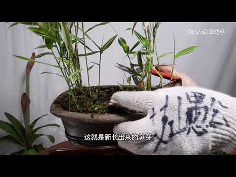 金雀花种植 竹子盆栽照顧